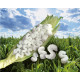Particulaires Pelaspan BIO - Sac de 0,5m3 BIO